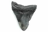 Fossil Megalodon Tooth - South Carolina #370487-1